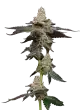 biscotti by maverick seeds