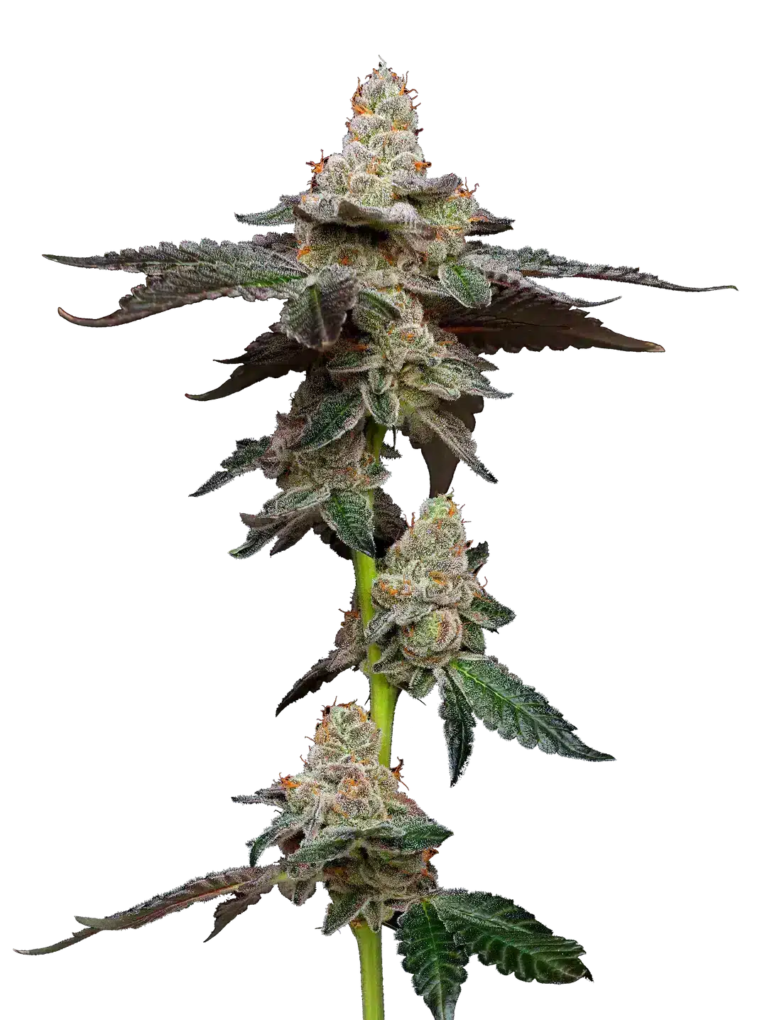 biscotti-by-mavericks-seeds biscotti by maverick seeds