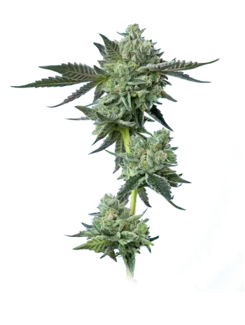 blue zushi by mavericks seeds