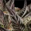 citronella-sunrize-auto-mavericks-seeds