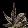 citronella-sunrize-auto-mavericks-seeds