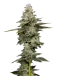 citronella sunrize auto by mavericks seeds
