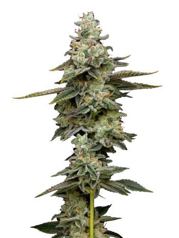 citronella sunrize auto by mavericks seeds