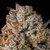 Cookies-Gelato-Auto-Mavericks-Genetics-Seeds