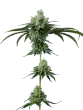 do-si-dos-by-mavericks-seeds