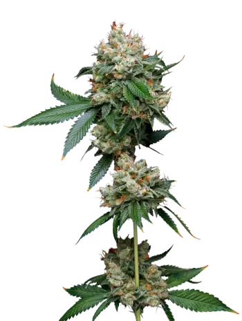 donny burger by mavericks seeds