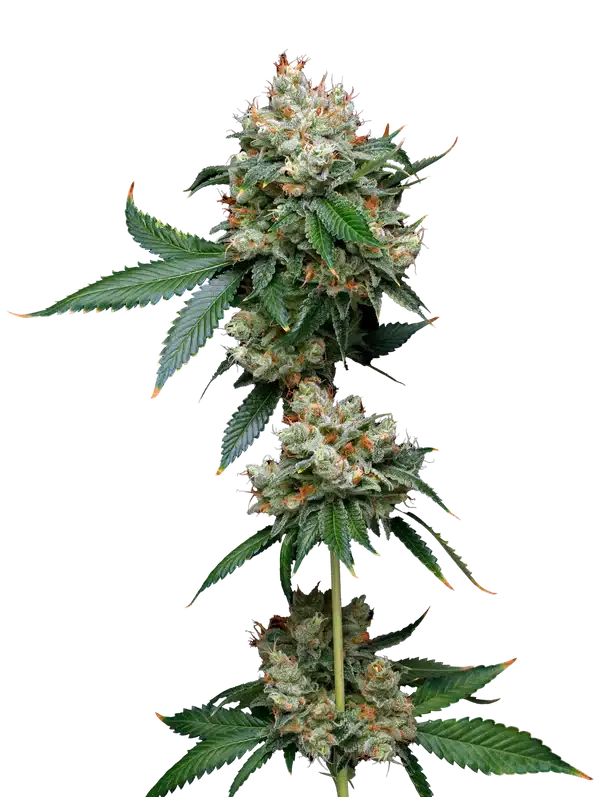 donny-burger-by-mavericks-seeds donny burger by mavericks seeds