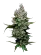 funfetti poundcake by mavericks seeds