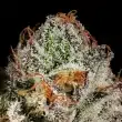 funfetti-poundcake-by-mavericks-seeds