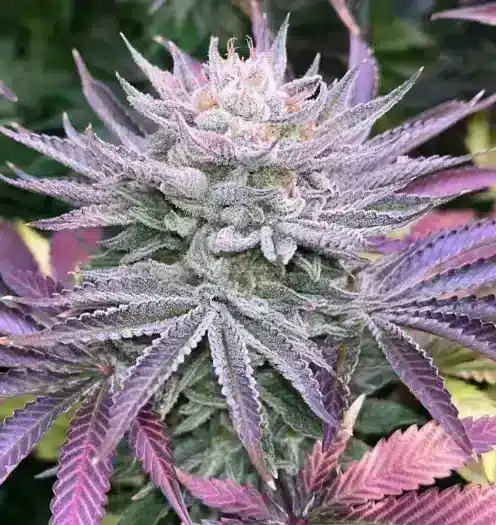 London Fog feminized cannabis seeds