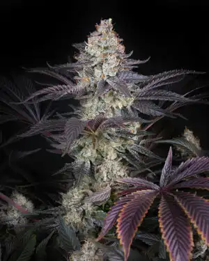 London Fog feminized cannabis seeds flowering