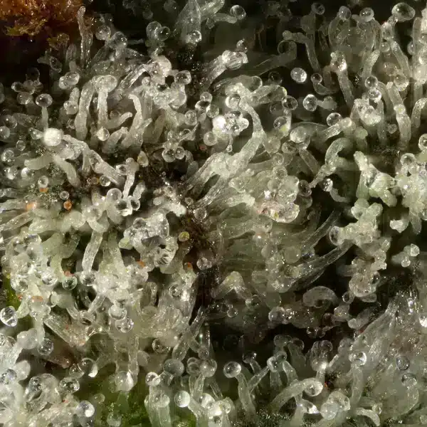 mavericks genetics-donny-burger-close-up mavericks donny burger seeds close up