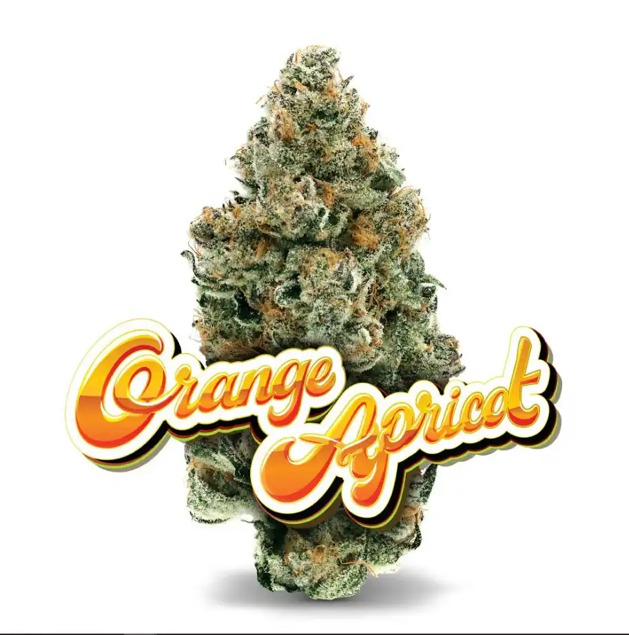 Orange Apricot strain cannabis flower close-up showing trichomes and orange pistils