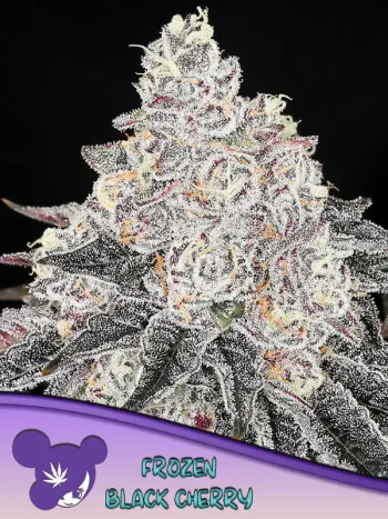 frozen black cherry seeds by anesia seeds