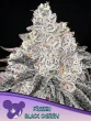 frozen black cherry seeds by anesia seeds