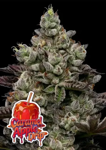 Caramel Apple Drip feminized seeds by Anesia Seeds – sweet apple and caramel hybrid
