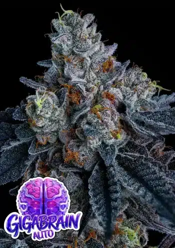 Giga Brain Auto autoflower cannabis seeds by Anesia Seeds with earthy berry and subtle diesel flavour
