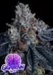 Giga Brain Auto Seeds – Anesia Seeds