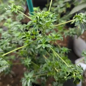 abc australian bastard cannabis strain bindi buds plant example