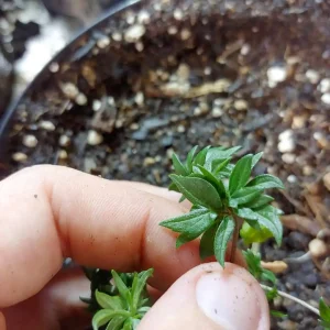 abc australian bastard cannabis leaf example