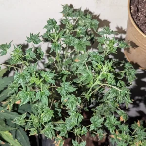 abc australian bastard cannabis strain bindi buds plant pics