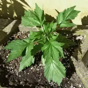 auto duck cannabis strain pictures