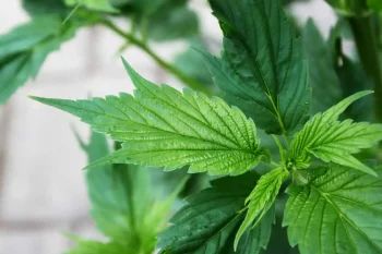 ducksfoot strain leaf image