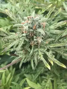 freakshow cannabis strain flowering