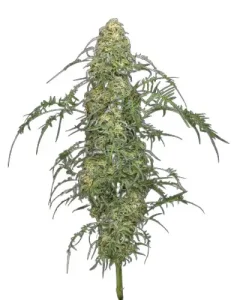 freakshow cannabis strain plant in flower