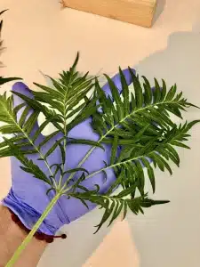 freakshow strain leaf image