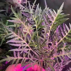 freakshow leaf example