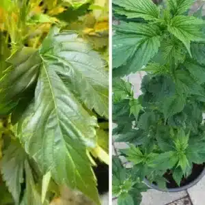 frisian duck strain cannabis leaf picture