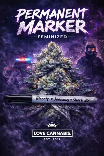 permanent marker strain Cannabis plant with urban background elements.