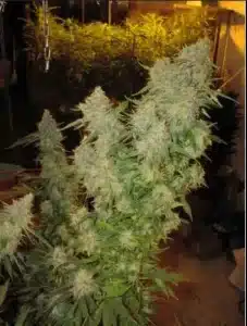Pot of Gold cannabis strain by The Flying Dutchmen