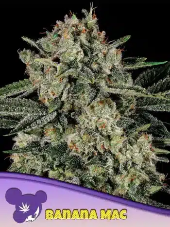 Banana MAC seeds by Anesia Seeds