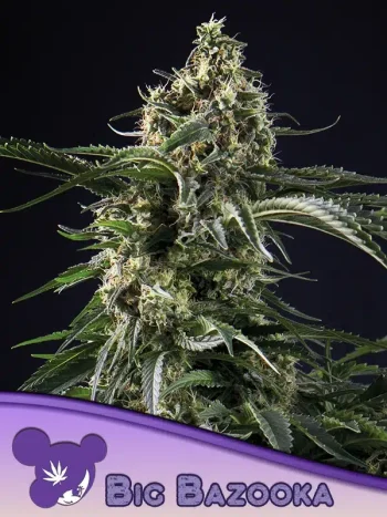 Big Bazooka seeds by Anesia Seeds