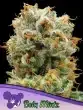 Bola Mintz seeds by Anesia Seeds
