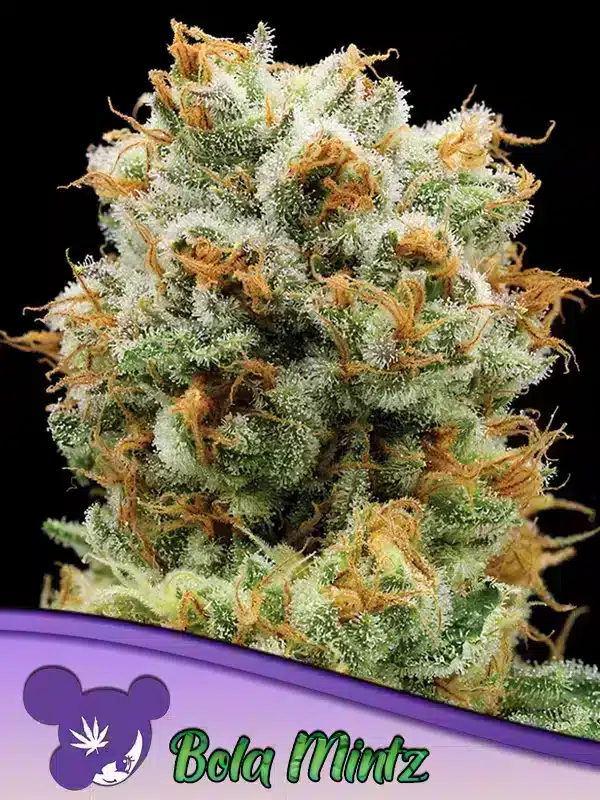 Bola Mintz Seeds – Anesia Seeds Bola Mintz seeds by Anesia Seeds