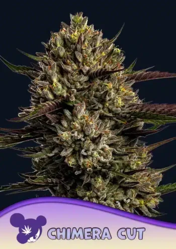 Chimera Cut seeds by Anesia Seeds
