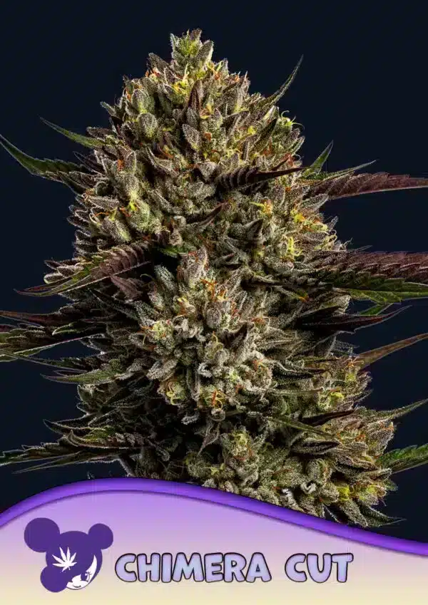 Chimera Cut Seeds – Anesia Seeds Chimera Cut seeds by Anesia Seeds