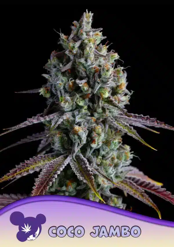 Coco Jambo Seeds – Anesia Seeds Coco Jambo seeds by Anesia Seeds