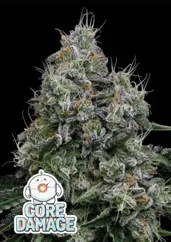 Core Damage feminized cannabis seeds by Anesia Seeds – sweet berry and creamy dessert hybrid