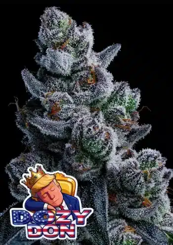 Dozy Don feminized cannabis seeds by Anesia Seeds with sweet candy and creamy fruit flavour