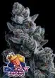 Dozy Don feminized cannabis seeds by Anesia Seeds with sweet candy and creamy fruit flavour