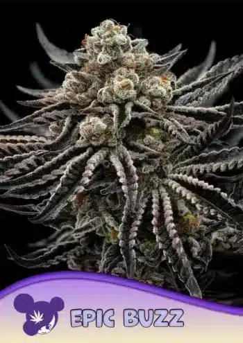 EPIC BUZZ Seeds by Anesia Seeds