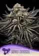 EPIC BUZZ Seeds by Anesia Seeds