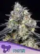 Foster seeds by Anesia Seeds