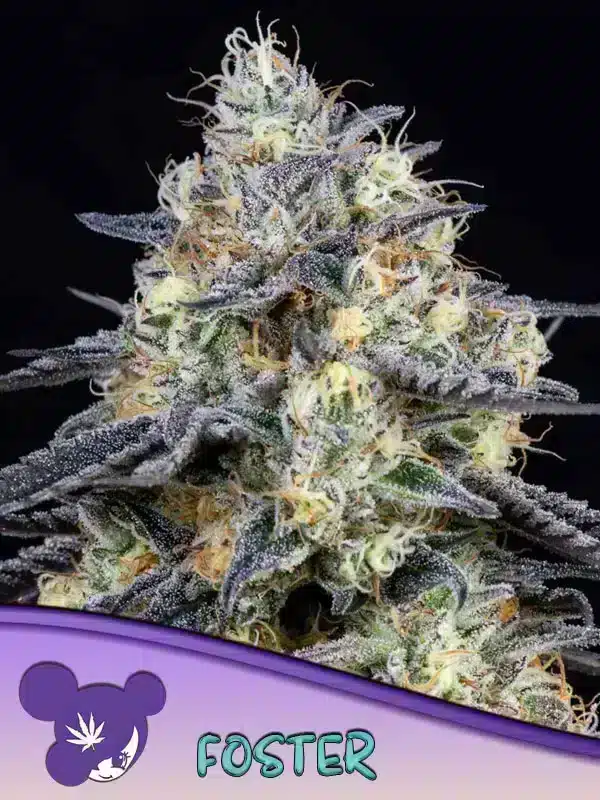 Foster Seeds – Anesia Seeds Foster seeds by Anesia Seeds