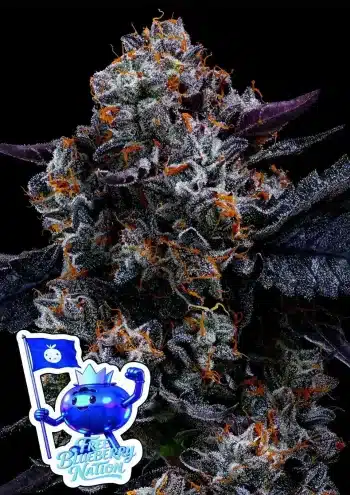 Free Blueberry Nation feminized cannabis seeds by Anesia Seeds with sweet blueberry flavour