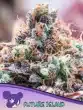 Future Island Seeds – Anesia Seeds